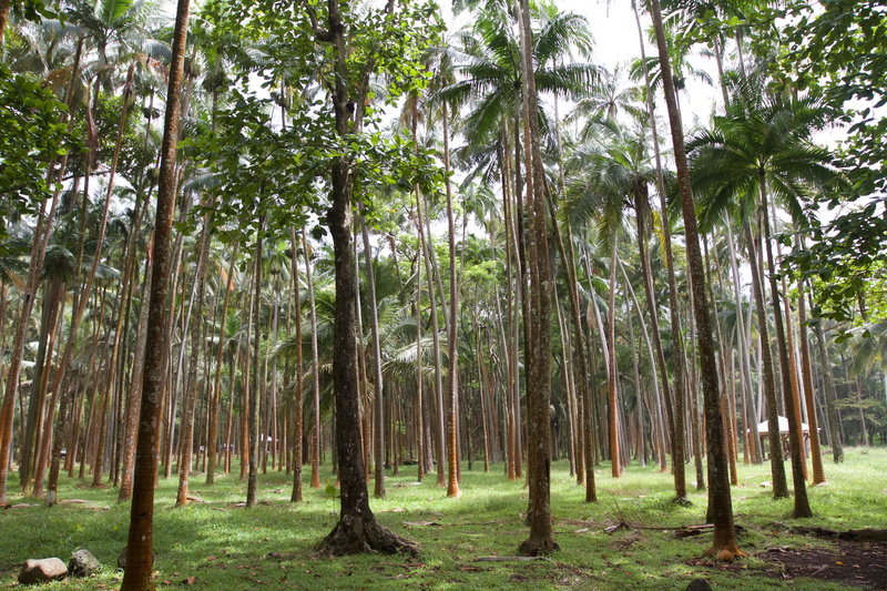 4K, tree, land, runion, tree trunk, non-urban scene, no people, tranquility, forest, woodland, anse des cascades, plant, green color, day, growth, bamboo