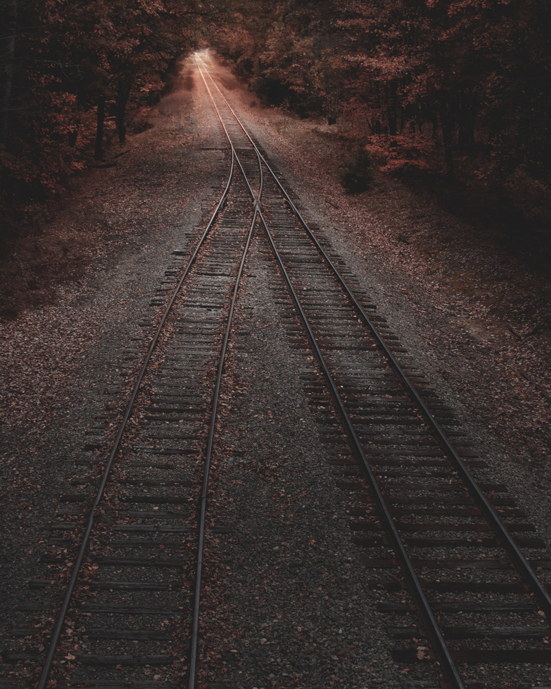 light, rail transportation, 4K, direction, dark, wood, diminishing perspective, straight, train tracks in foret, day, moody, forrest, long, tree, railroad