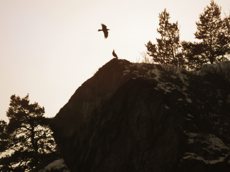 stone, trees, rock formation, foret, rock - object, appel, animaux, animals in the wild, wildlife, flying, one animal, animal wildlife, low angle view