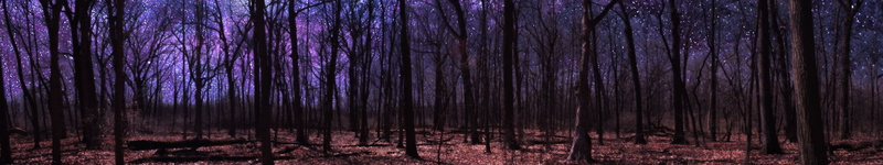 forest, foret, 5K