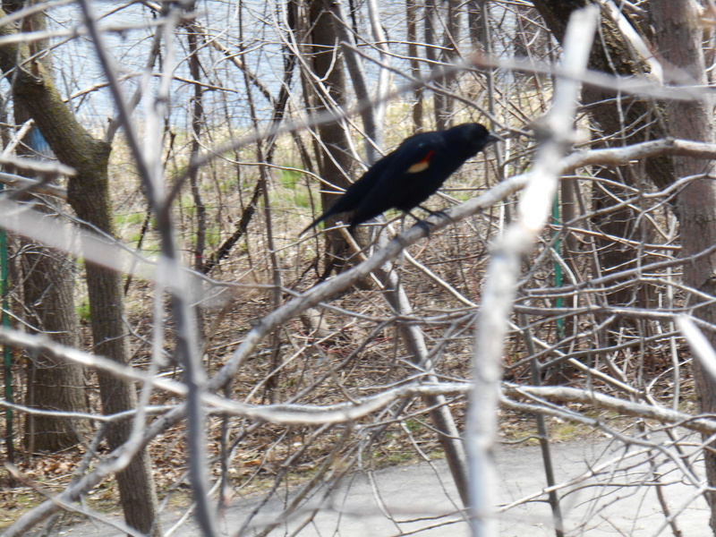 selective focus, perching, black color, plant, day, 4K, branch, animal wildlife, tree, forest, animals in the wild, foret, nature, animal, outdoors, land