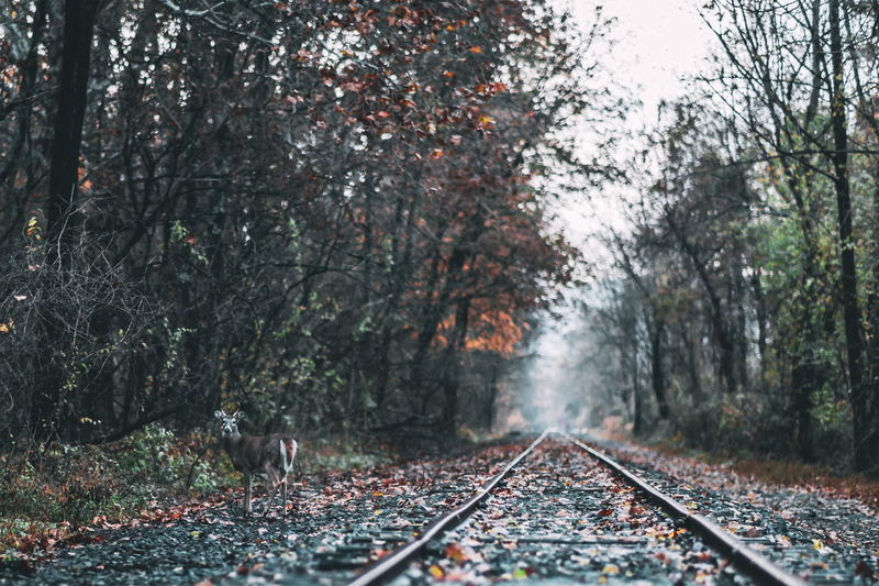 wild animal, no people, wild, one animal, railways, environment, grass, railway, nature, growth, animal photography, scenic, day, change, railroad track