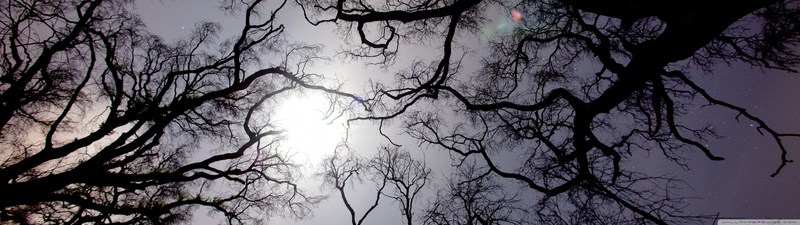 tree, monitor, dual, multi, screen, arbre, multiple, 4K, nature