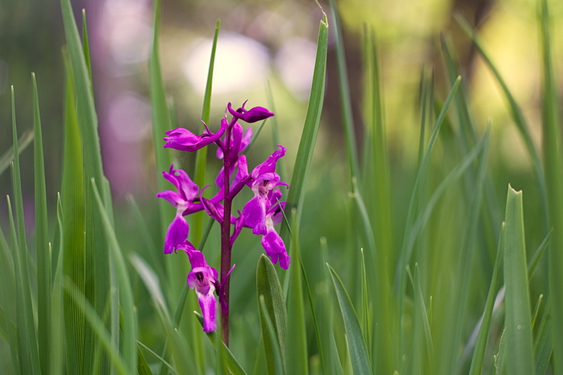 photography, Canon  5d, mascula, in bloom, nature, petaled, plant, closeup, flower, orchis, summer, foret, bloom, mâle, Orchis mascula, Orchis  mascula