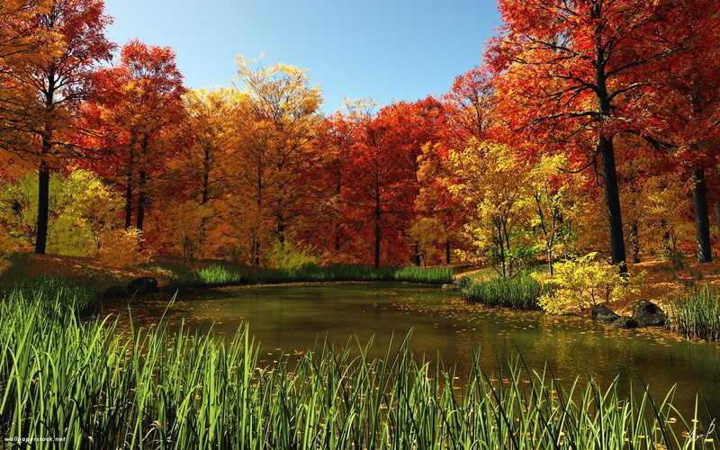 1080P, arbres