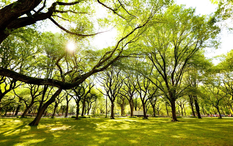 1080P, arbres