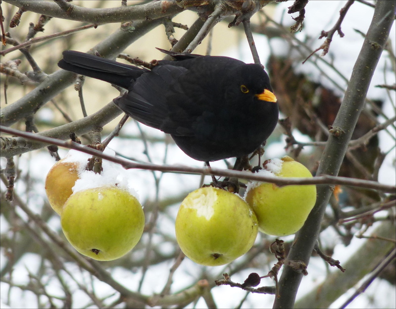 animals, bird, oiseau, 1080P, le, merle, nature, arbre
