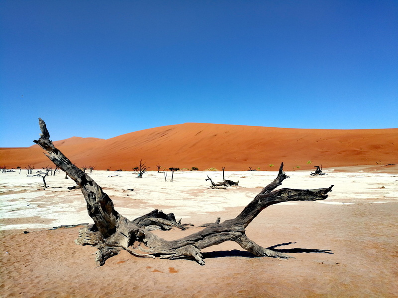 arid climate, near, land, bright, outdoors, nature, arid, desert, hot, environment, no people, vibrant, dry, scenics - nature, climate, sky, blue, driftwood