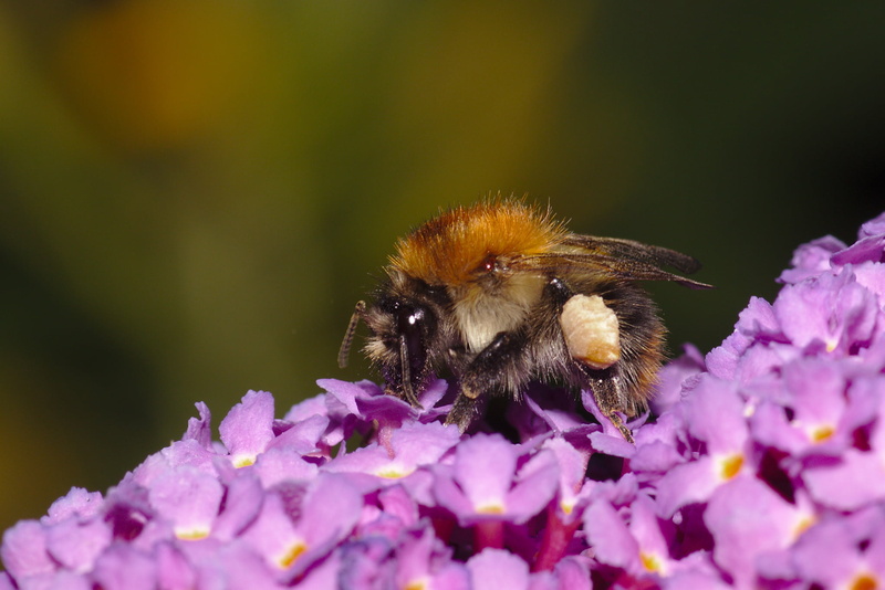 Honeybee, flower, papillons, bee, plant, petaled, purple, yellow, butterfly-bush, aux, Arbre, insect, pollination, Buddleja davidii, honey, 1080P, pollen