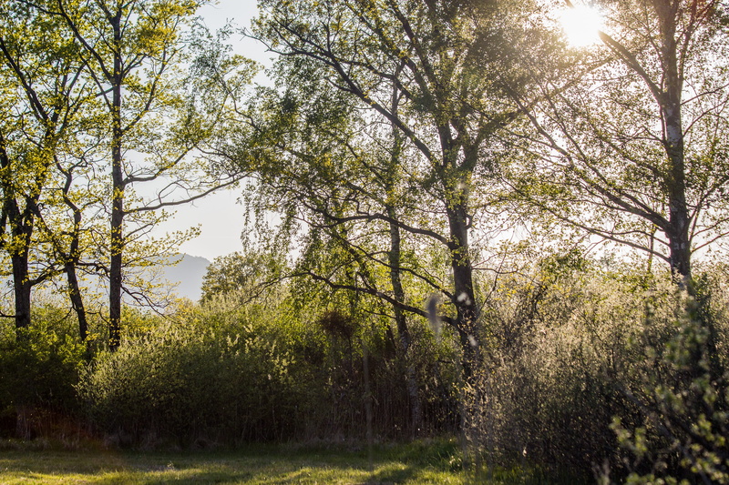 day, sky, clearing, leaves, plant, tranquility, sun, tree, grangettes, non-urban scene, glade, springtime, leaf, tranquil scene, forest, outdoors, nature
