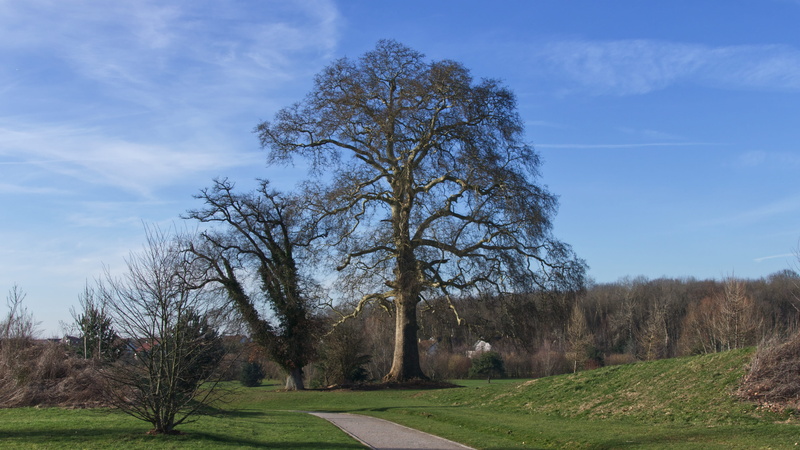 tranquility, france, steeple, non-urban scene, grass, no people, bare tree, environment, tower, arbre, 5K, tree trunk, plant, field, golf course, chessy