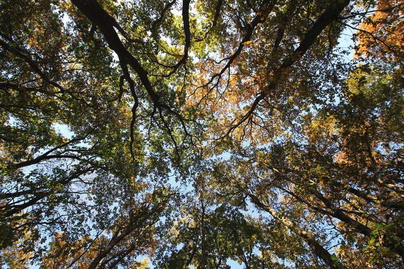 tree tunk, tree canopy, nature, daytime, photography, forest, land, backgrounds, tranquility, plant, directly below, focus, view, beauty in nature, branch