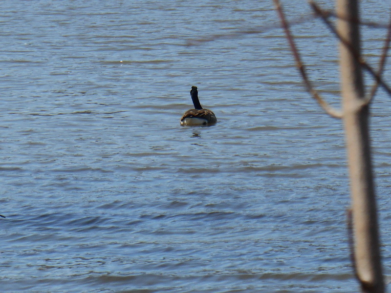 day, nature, no people, swimming, one animal, animal wildlife, outdoors, oiseau, vertebrate, goose, waterfront, water bird, eau, bird, lake, animal themes