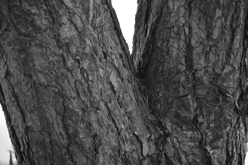 tronc darbre, bark, tree trunk, nature, plant bark, focus on foreground, toughness, trunk, bois, textured, natural pattern, wood - material, tree, rough