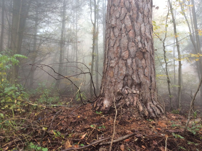 growth, automne, woodland, beauty in nature, tree trunk, plant, 2K, tranquility, no people, outdoors, tranquil scene, conifres, tree, environment, scenics - nature
