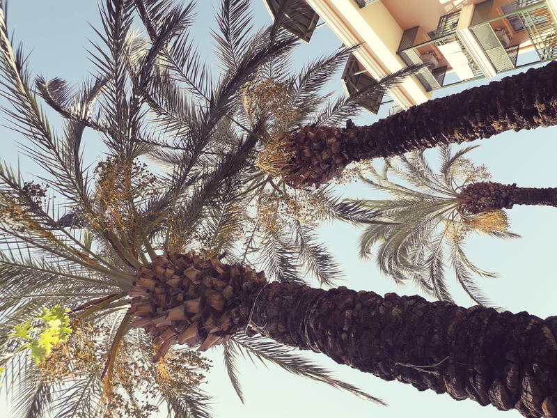 hanging, growth, soleil, chaleur, date palm tree, tall - high, sky, 4K, day, vacances, vacation, outdoors, sun, arbre, tranquility, tropique, tropical climate