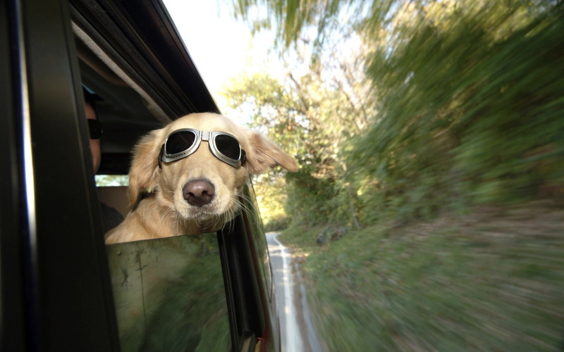 dog awesome face, 1080P