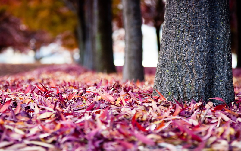 Autumn, Red, Everywhere, Leaves, 2K