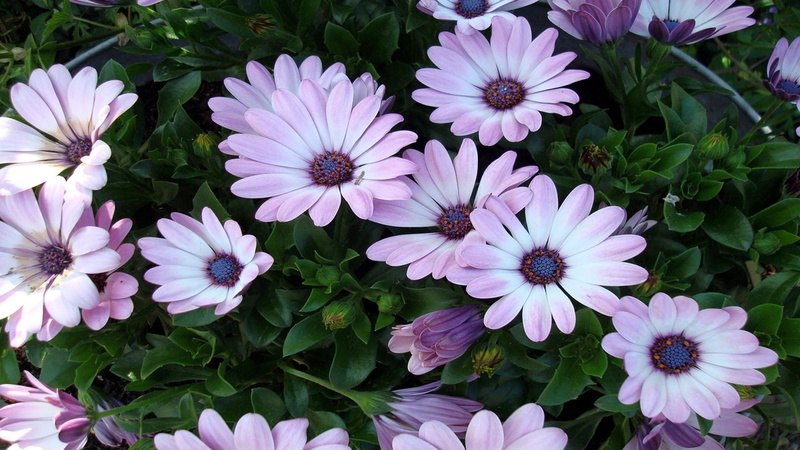flowers, light, Purple, Everywhere, Flower, 1080P