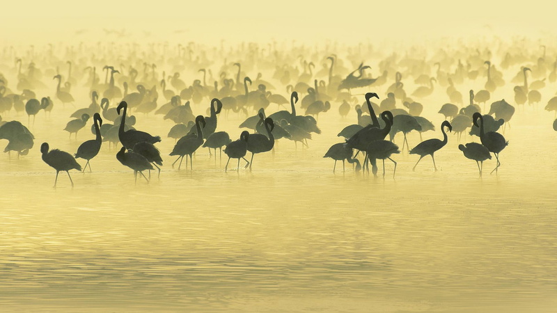 animals, flamingo, everywhere, s, 1080P, group, water