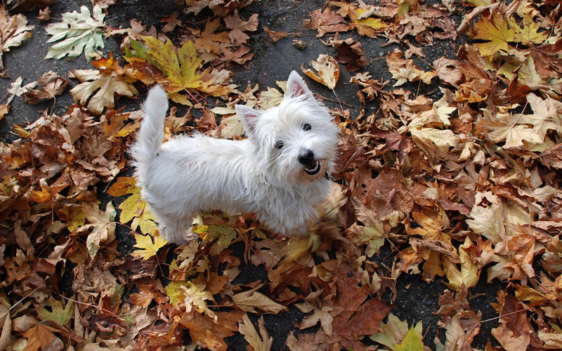 Dog, Leaf, Maple, Small, White, 1080P, Everywhere