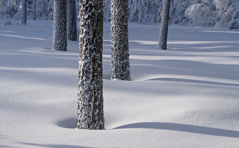 shadows, Winter, krokskogen, Forest, Snow, tree, vinter, Seasons, skog, 4K