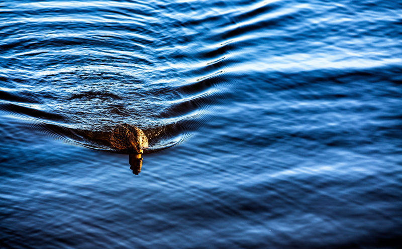 Birds, sea, snake, skarholmen, Winter, mallard, day, Sweden, animal, animal wildlife, uppsalalan, no people, Bird, wild, sverige, blue, vinter, brown, animals in the wild