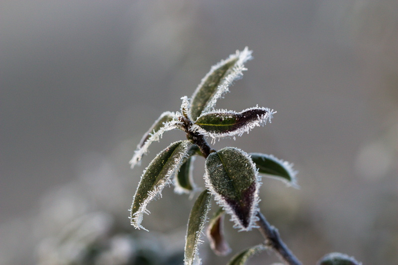 cold, green, plant, leaf, selective, Frosty, ice Crystal, photography, MACRO, ice, USM, snow, Winter, frozen, makro, 5K, close-up, selective focus, focus