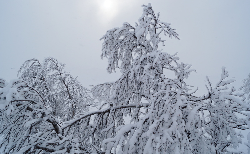 no people, extreme weather, fjellbjrk, 4K, cold temperature, frozen, dagalifjell, bare tree, tranquil scene, sky, Seasons, covering, vinter, plant, nature
