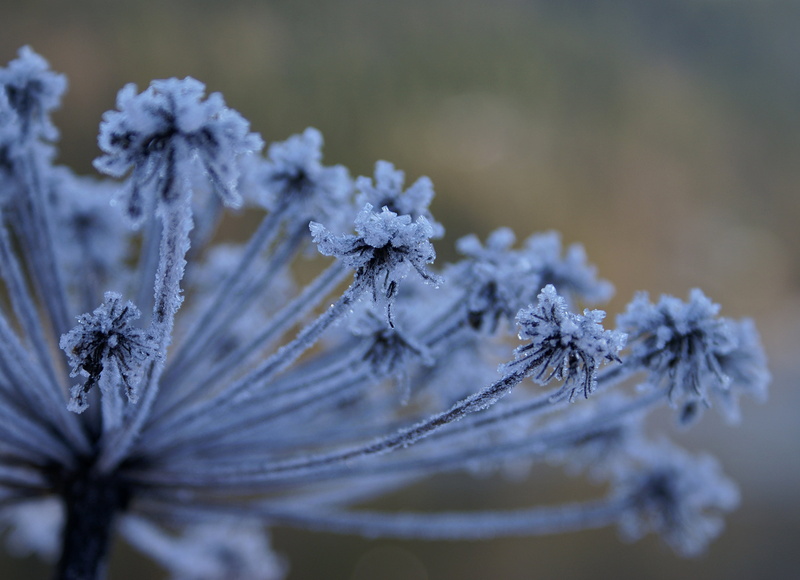 cold - Temperature, Winter, season, flower, nature, photos, Fine ART, frost, plant, ice, Norway, black, outpost, snow, ice Crystal, macro, 2K, close-up