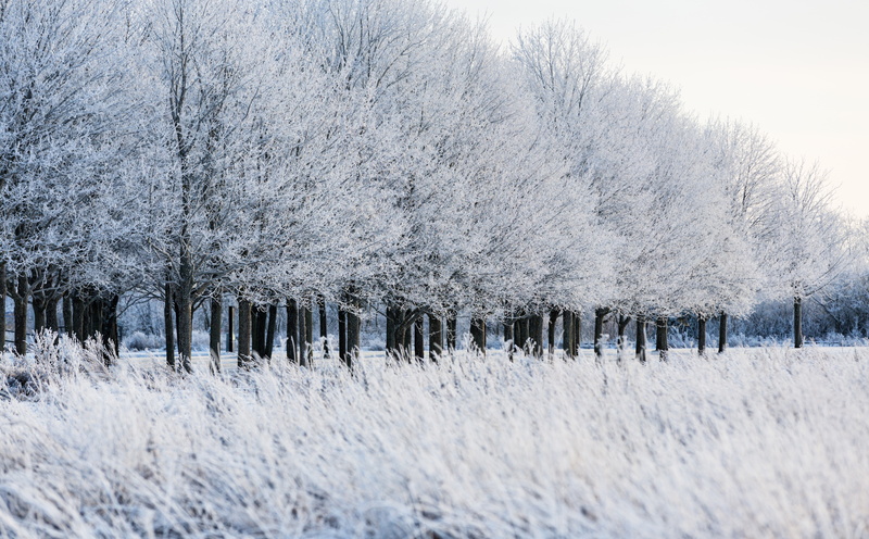 nature, Seasons, no people, landscape, day, Sweden, frozen, Tree, blizzard, white color, salabacke, Frost, plant, tranquility, snowing, Winter, extreme weather