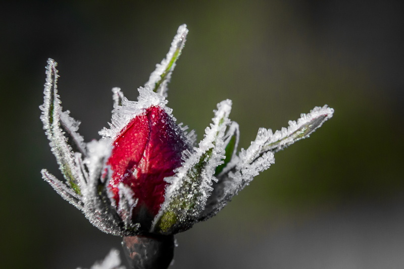 jul, frost, red, outdoors, plante, enkelt blomst, beauty in nature, close-up, snowing, rød, Vinter, flower, no people, photo, frozen, close, rose, 5K