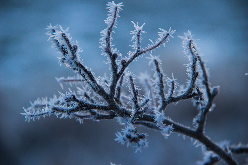 focus, forest, covered, season, Vinter, cold - Temperature, cold, ice, blue, photography, brown, frost, outdoors, close-up, blå, weather, snow, selective