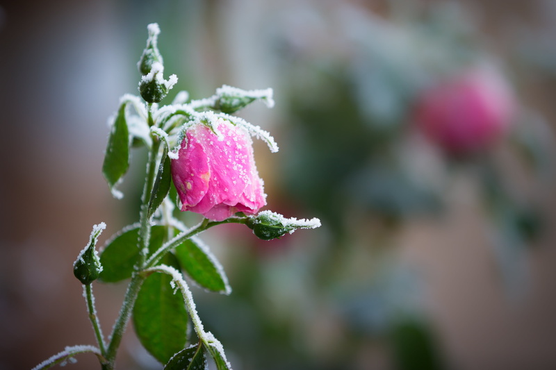 photography, plant, close-up, Uppsala län, closeup, closeup photography, pink, Sverige, 4K, Rime, leaf, Vinter, Sweden, flower, nature, Winter, pink rose