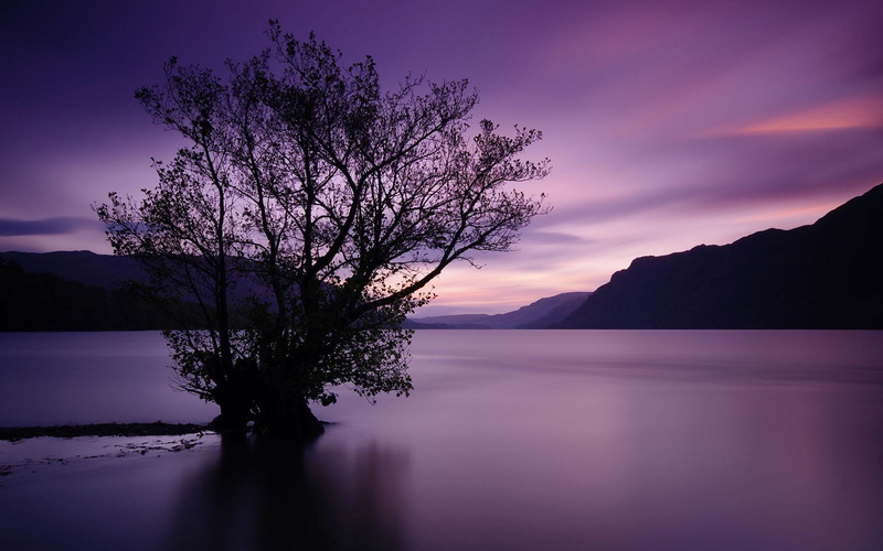 tree, sunset, cloud - sky, lake, no people, environment, romantic sky, beauty in nature, reflection, outdoors, plant, nature, water, silhouette, trees