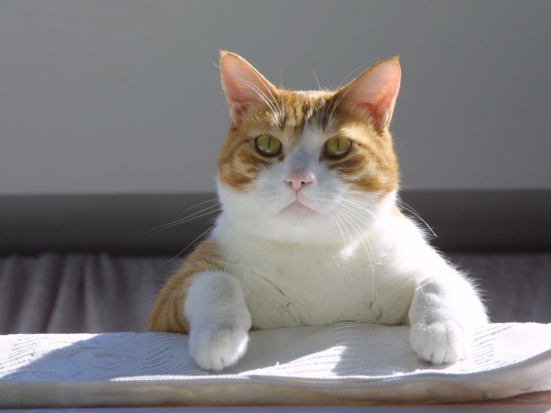 pets, mammal, whisker, looking, feline, domestic, bed, 720P, indoors, cat, animal, domestic animals, sitting, paws, domestic cat, furniture, animal themes
