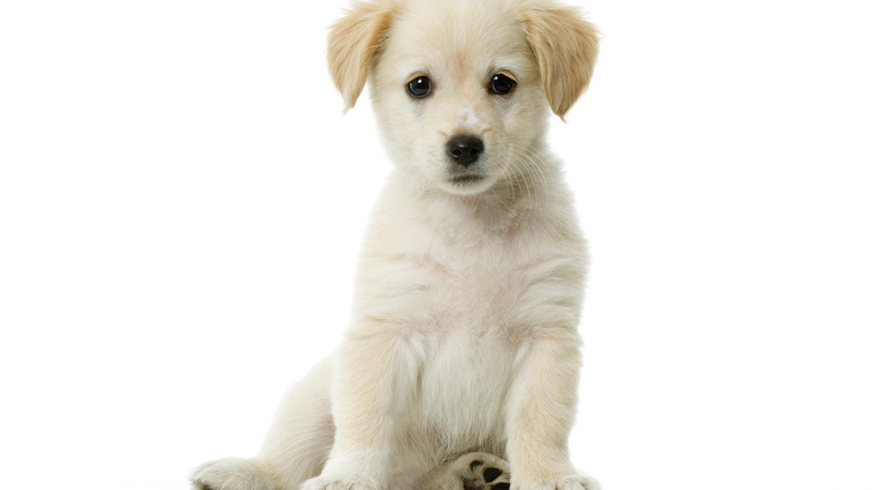 animal head, vertebrate, puppies, 1080P, dog, studio shot, sitting, one animal, indoors, young animal, domestic, cute, domestic animals, white background