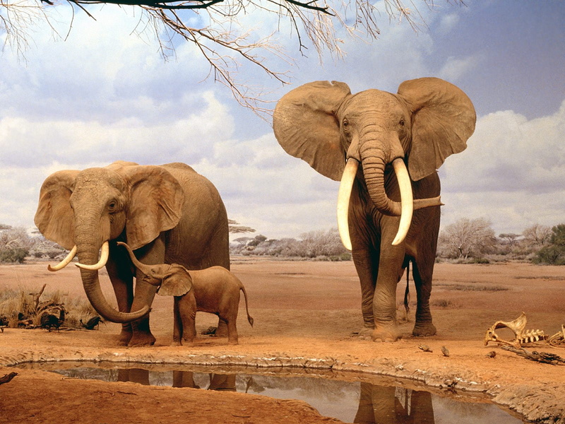 there, yet, 720P, elephants