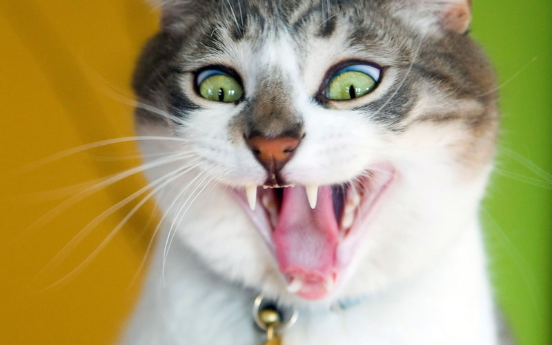 lovely, cute, kitty, cats, art, friday, 720P, funny, yet, kitten, hd, animals