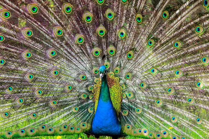 outdoors, bird, feather, tom, beauty in nature, animal head, full frame, fanned out, pen, close-up, day, animal, animal themes, blue, no people, vertebrate