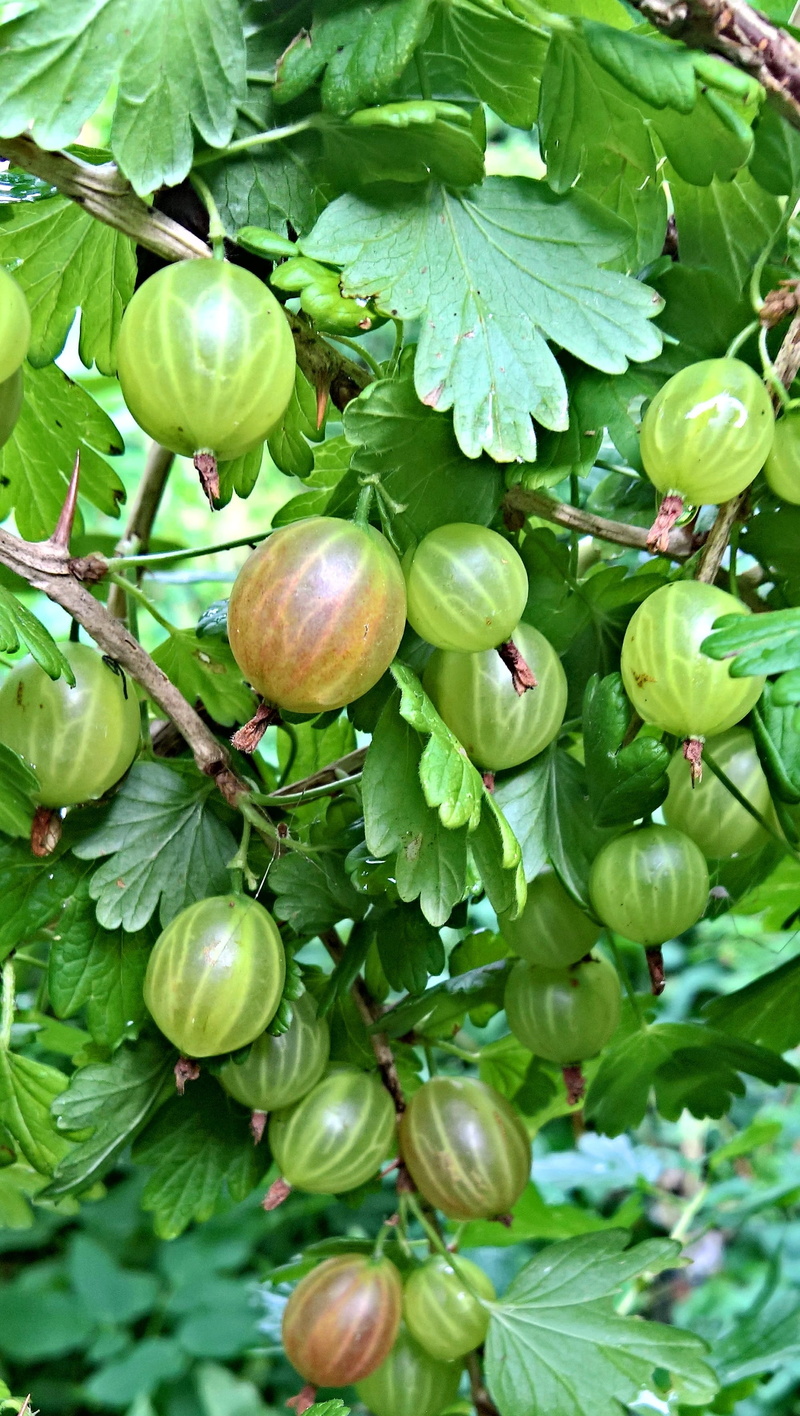 fruit, Gooseberry, no people, large, healthy eating, plant, food, day, tree, 2K, nature, wellbeing, Bush, ripe, leaf, hanging, beauty in nature, Fruits