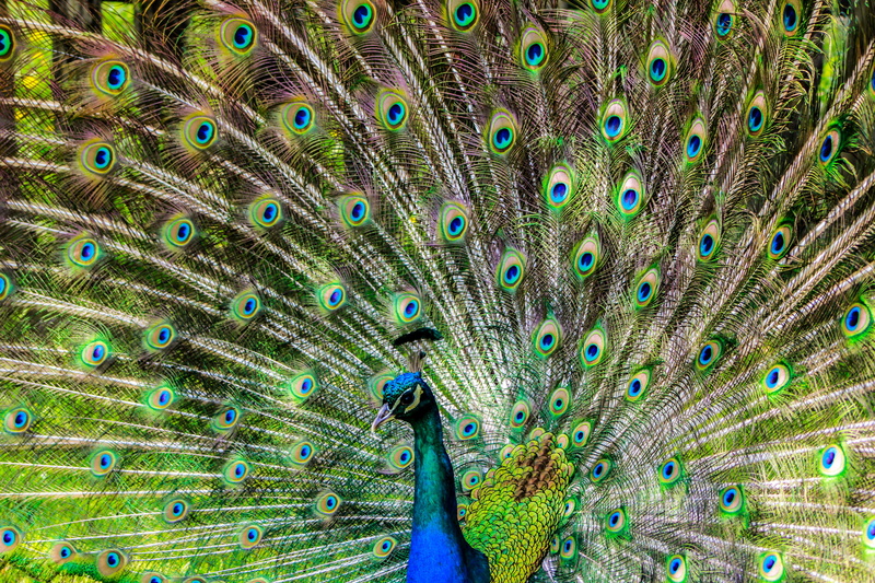 animal head, feather, lure, bird, pen, animals in the wild, natural pattern, green color, close-up, full frame, backgrounds, beauty, beauty in nature, 5K
