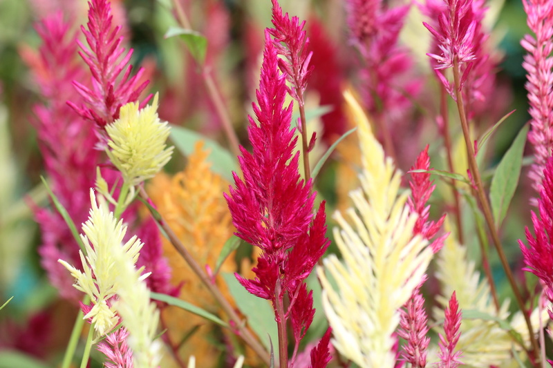 lalbagh botanical garden, outdoors, flowers, plant, field, vulnerability, nature, selective focus, simple yet beautiful, growth, bengaluru, red, colors