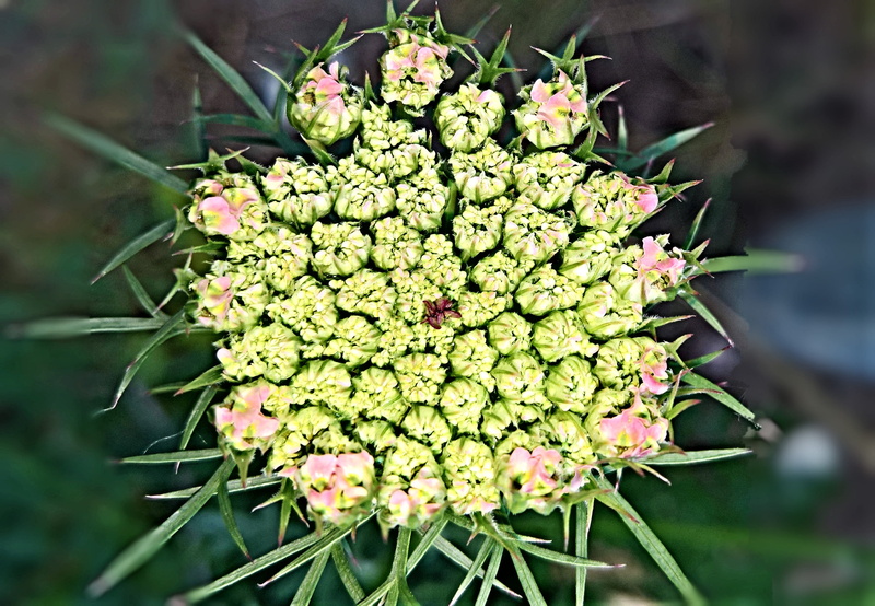 food, plant, not yet blossomed, freshness, beauty in nature, beach, no people, 2K, bloom, photography, fragility, bud, flower, day, summer, close-up, spiky