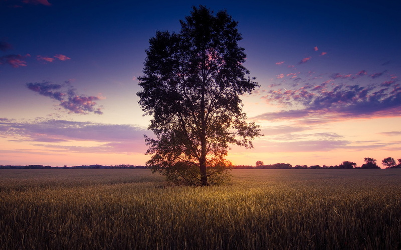 Wheat, Scenery, Tree, Lonely, silhouette, Sunset, Field, 1080P