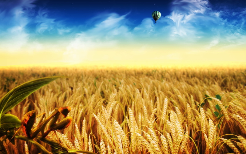 Golden, Wheat, 1080P, fields