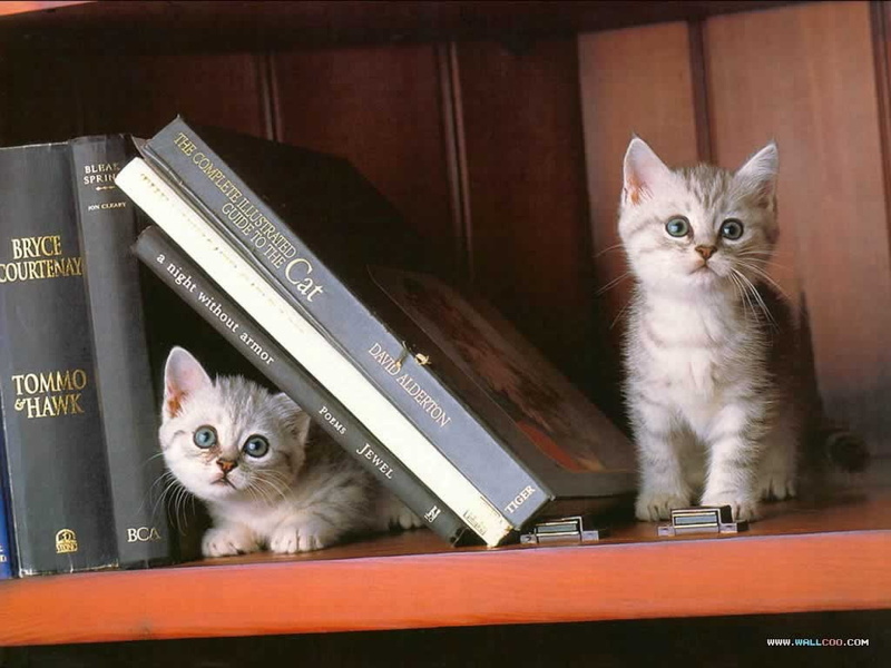kitty, kat, animals, books, hd, 480P, cats, book, art, KITTENS, ends, shelving