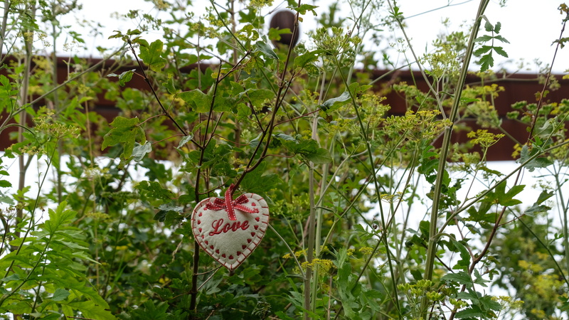 love, emotion, plant, text, outdoors, heart shape, no people, valentines day - holiday, flowering plant, flower, green color, positive emotion, 5K, low eighton