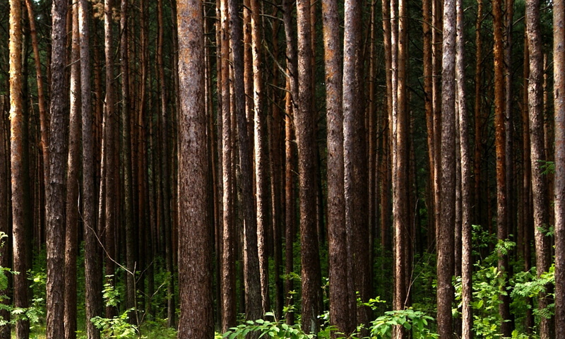 plant, environment, tree trunk, tranquility, outdoors, summer, beauty in nature, trunk, View, coniferous tree, 1080P, growth, woodland, day, kielce, non-urban scene