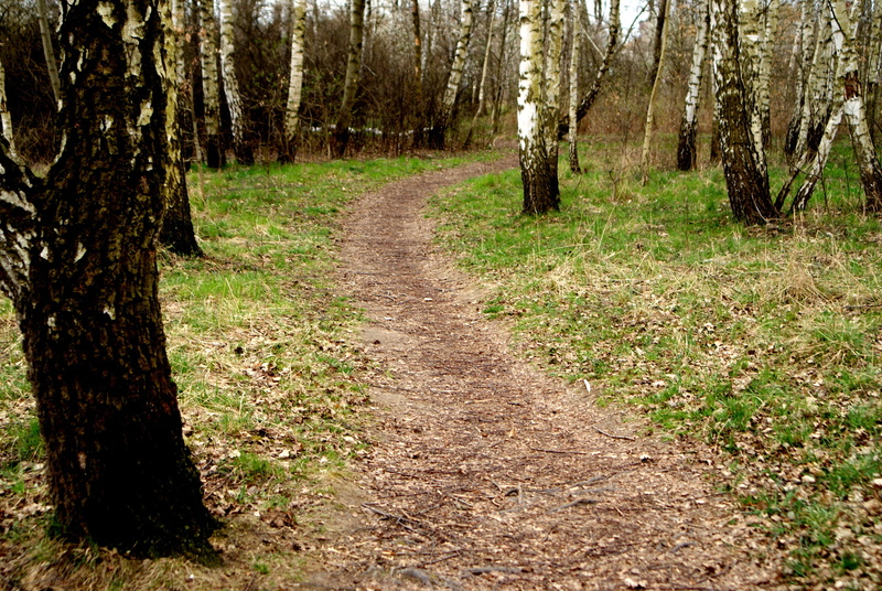 tranquil scene, land, direction, tree trunk, treelined, foto, tree, trail, day, outdoors, the path, beauty in nature, woodland, 4K, green, horyząt